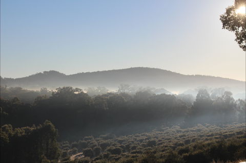 Mudgeeque - Tourism Adelaide 0
