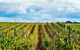 Peter Teakle Wines - thumb 1