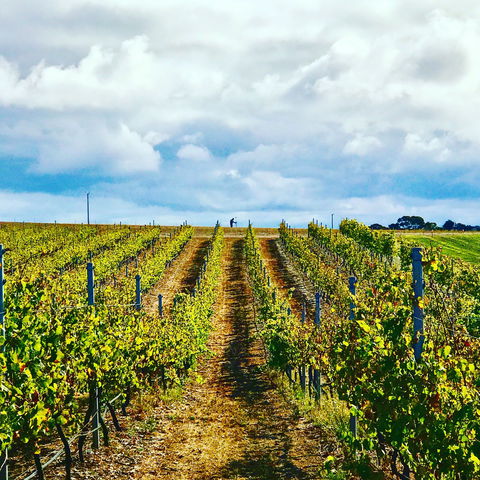 Peter Teakle Wines - Tourism Adelaide 1