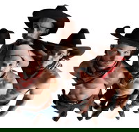 RAILED by Head First Acrobats - Tourism Adelaide