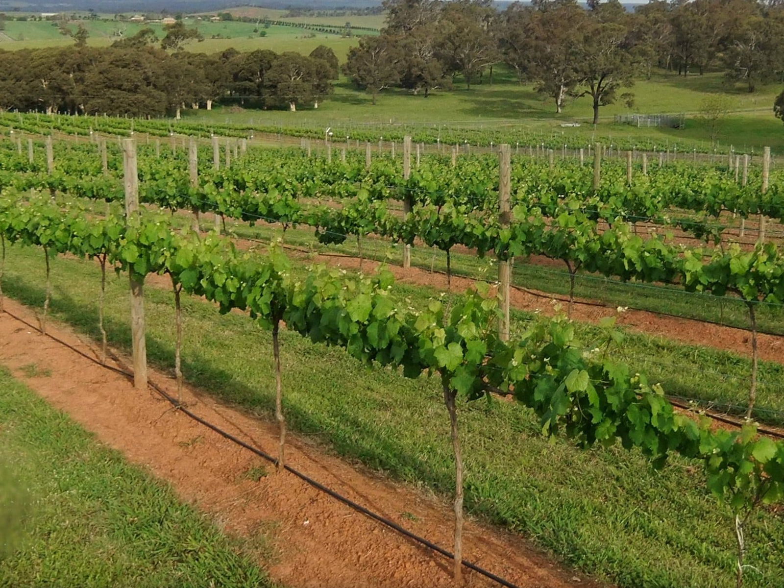 Menangle NSW Tourism Adelaide