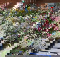 Sapphire Coast Orchid Club Spring Orchid Show - Tourism Adelaide