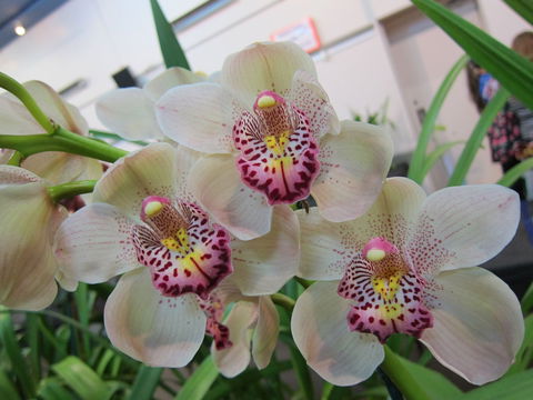 Sapphire Coast Orchid Club Winter Orchid Show - Tourism Adelaide 1