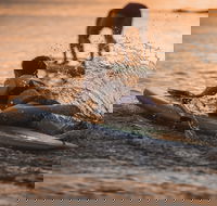 The Bay Games - Jervis Bay - Tourism Adelaide