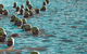 Triathlon NSW Club Championship - thumb 2