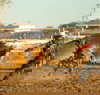 Walgett Charity Bushman's Carnival Rodeo and Campdraft - Tourism Adelaide