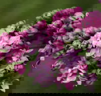 69th Annual Goulburn Lilac City Festival - Tourism Adelaide