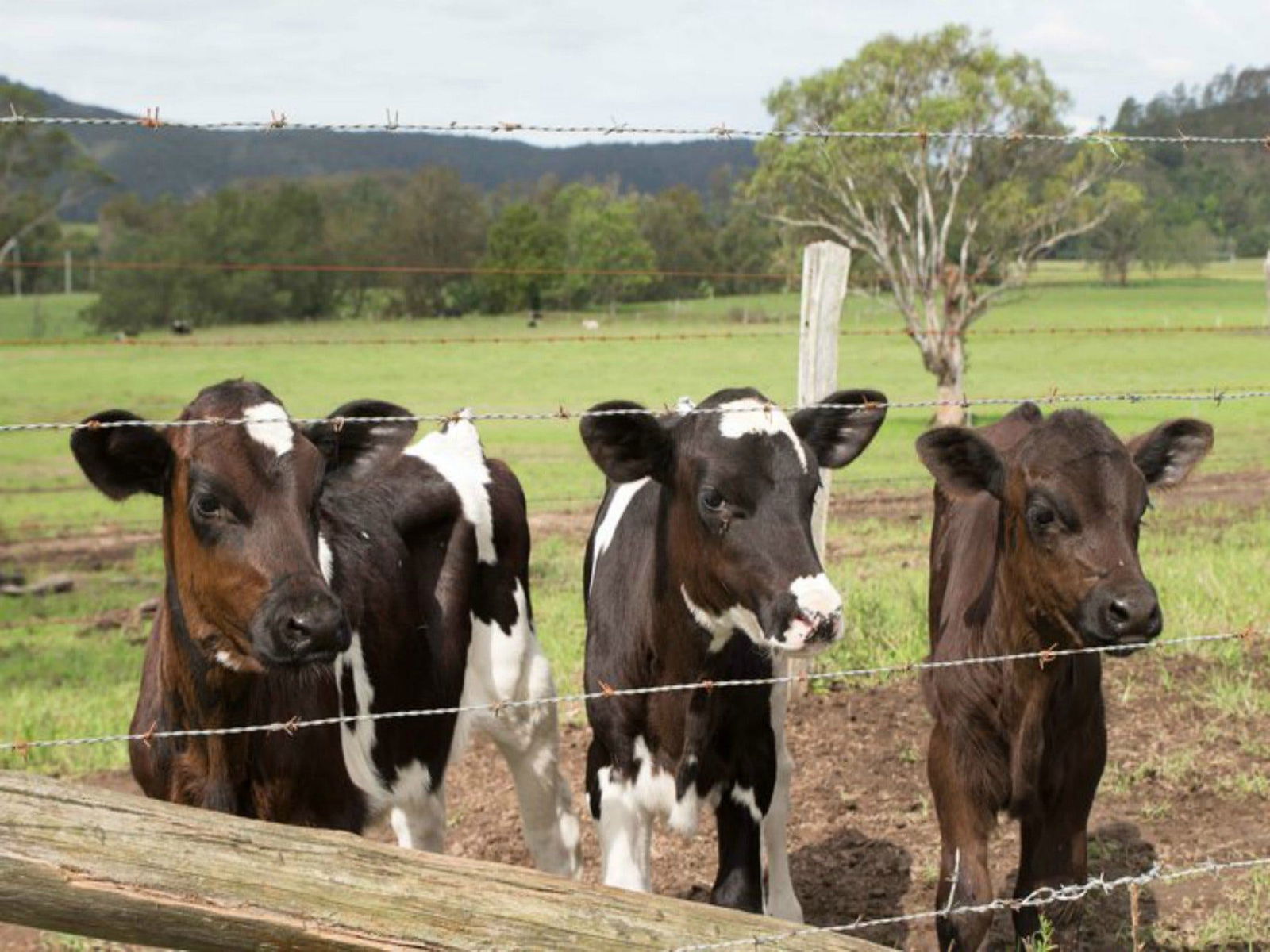 Bandon Grove NSW Tourism Adelaide