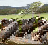 Bandon Grove Farm Tours - Tourism Adelaide