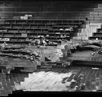 Capturing Nature Early photography at the Australian Museum 1857  1893 - Tourism Adelaide