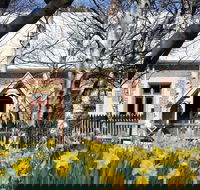 Daffodils at Rydal - Tourism Adelaide