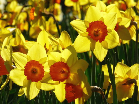 Daffodils At Rydal - Tourism Adelaide 1