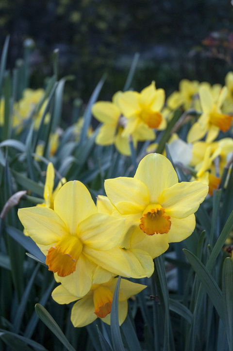 Daffodils At Rydal - Tourism Adelaide 2