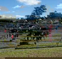 Dungog Team Penning - Tourism Adelaide