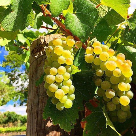 GetawaysSA Bringing Barossa To Your Door - Tourism Adelaide 0