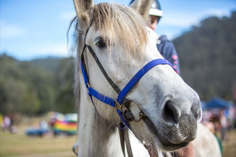 Horses Birthday Festival - Tourism Adelaide 1