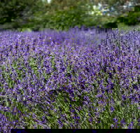 Lavender Herb and Chilli Festival - Tourism Adelaide