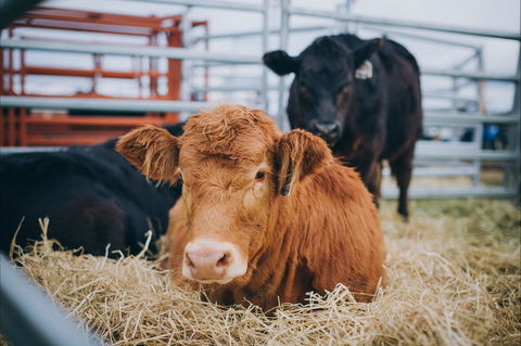 Mudgee Small Farm Field Days - Tourism Adelaide 2