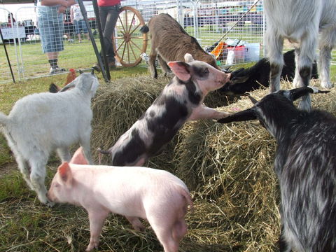 Primex Field Days - Online Virtual Event - Tourism Adelaide 2