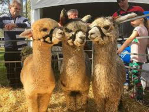 Tocal Field Days - Tourism Adelaide 2
