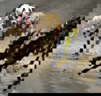 Twilight Greyhound Racing - Tourism Adelaide