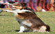 Dogs In The Park NSW Orange - thumb 0