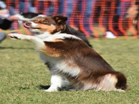 Dogs In The Park NSW Orange - Tourism Adelaide 0