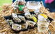 Narooma Oyster Festival - thumb 1