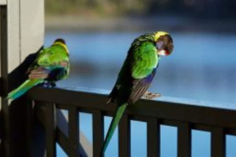 RAC Karri Valley Resort - Tourism Adelaide 3