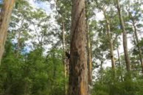 RAC Karri Valley Resort - Tourism Adelaide 1