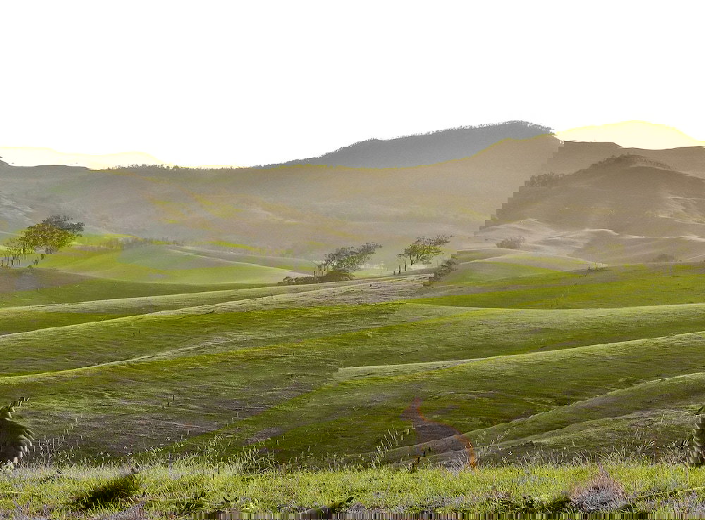 Cannon Creek QLD Tourism Adelaide