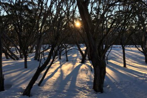 Cloud 9 Alpine Lodge - Tourism Adelaide 1