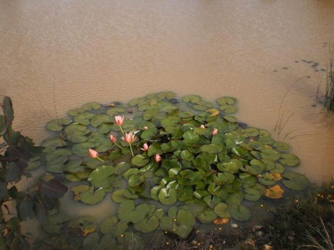 Riverdowns Cottage - Tourism Adelaide 1