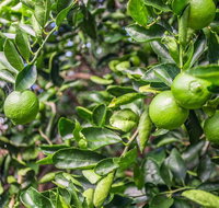 Stone  Grove - Tourism Adelaide