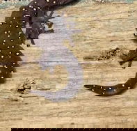 Beechs' Brook Rainforest Retreat