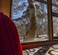 Snowgums 07 - Tourism Adelaide