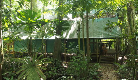 Daintree Crocodylus - Tourism Adelaide 1