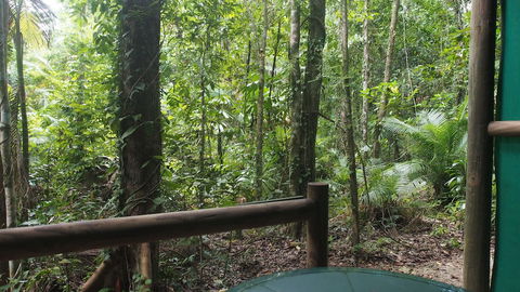 Daintree Crocodylus - Tourism Adelaide 0