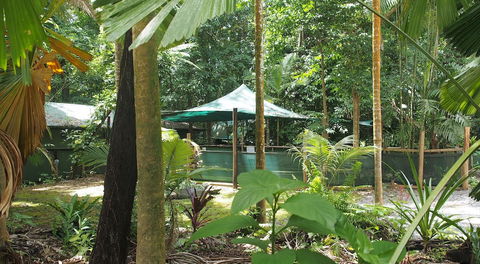 Daintree Crocodylus - Tourism Adelaide 5