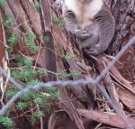 Stringybark Hills Retreat - Tourism Adelaide