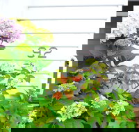 White House - Tourism Adelaide