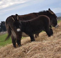 Malakai Farm Stay - Tourism Adelaide