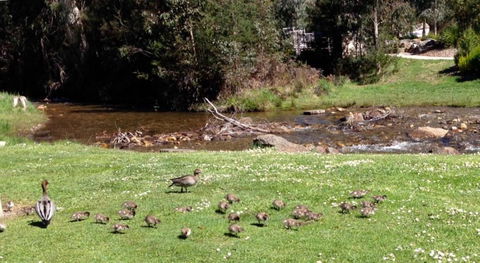 RiverCottage Selfcontained - Tourism Adelaide 3