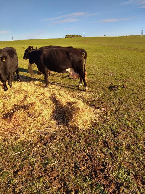 Pink Gums Farmstay - Tourism Adelaide 5