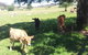 Appin Homestay B & B - thumb 2
