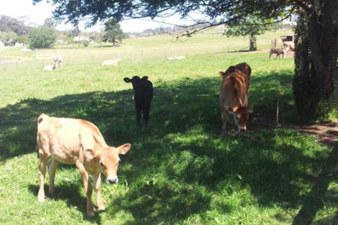Appin Homestay B & B - Tourism Adelaide 2