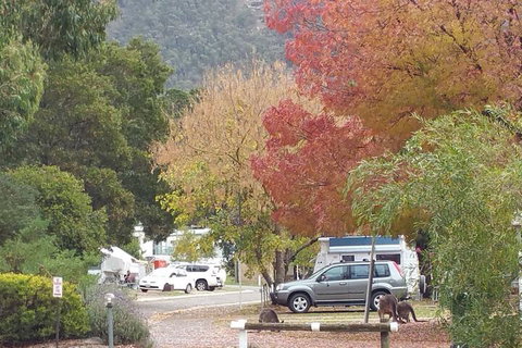 Breeze Holiday Parks - Halls Gap - Tourism Adelaide 5