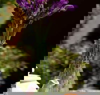 At Eleven - Tourism Adelaide