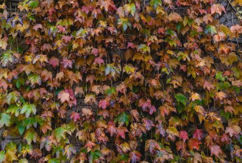 Killiorra - Tourism Adelaide 1