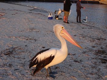 Selene Holiday Apartment AtWest Beach - Tourism Adelaide 6